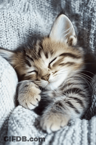 Kitten Sleeping On Knitted Blanket GIF