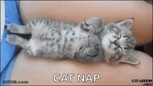 Kitten Sleeping On Shoulder GIF