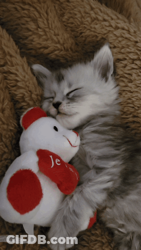 Kitten Sleeping With Teddy Bear GIF