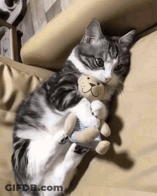 Kitten Snuggling With Its Toy GIF