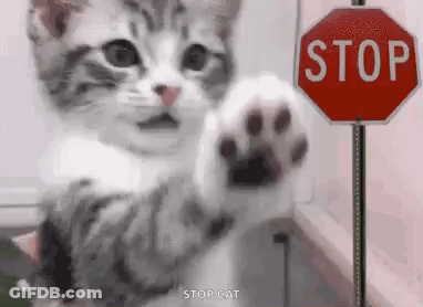 Kitten Standing Before Stop Sign GIF