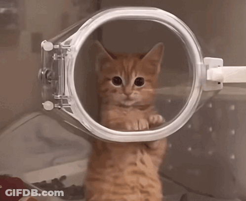 Kitten Standing In Clear Container GIF