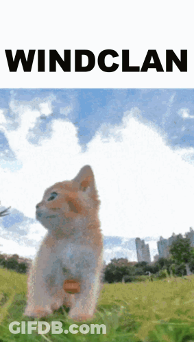 Kitten Standing In Field With Wind Clan GIF