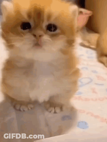 Kitten Standing On Bed GIF
