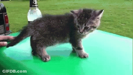 Kitten Standing On Green Table GIF