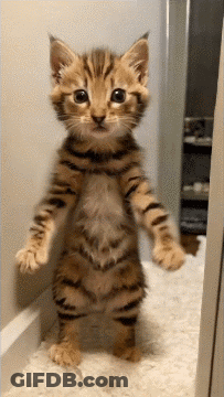 Kitten Standing On Hind Legs GIF