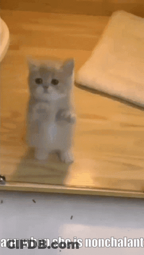 Kitten Standing On Hind Legs Ann When She Is Nonchalant GIF
