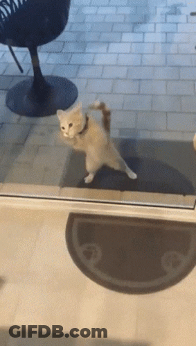 Kitten Standing On Hind Legs At Glass Door GIF