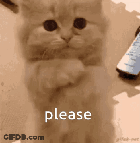 Kitten Standing On Hind Legs Begging GIF