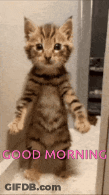 Kitten Standing On Hind Legs Good Morning GIF