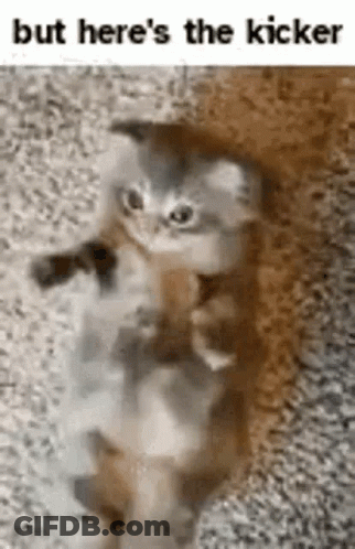 Kitten Standing On Hind Legs GIF