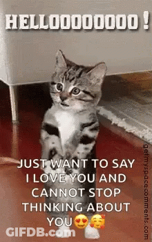 Kitten Standing On Hind Legs Looking At Camera GIF