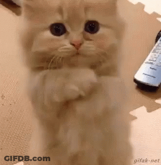 Kitten Standing On Hind Legs Next To Remote Control GIF
