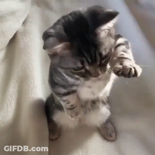 Kitten Standing On Hind Legs On Blanket GIF