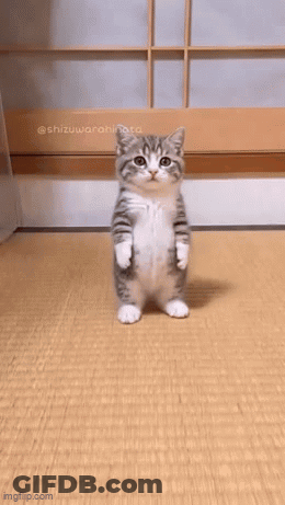 Kitten Standing On Hind Legs On Tatami Mat GIF