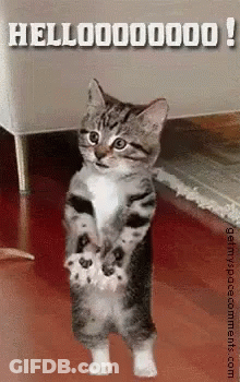 Kitten Standing On Hind Legs Saying Hello GIF