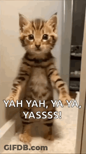 Kitten Standing On Hind Legs GIF