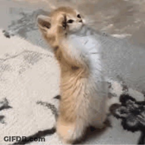 Kitten Standing On Hind Legs GIF
