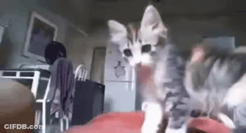 Kitten Standing On Red Blanket GIF