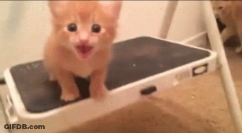 Kitten Standing On Step Ladder Looking At Camera GIF
