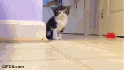 Kitten Standing On Tiled Floor Next To Red Bowl GIF