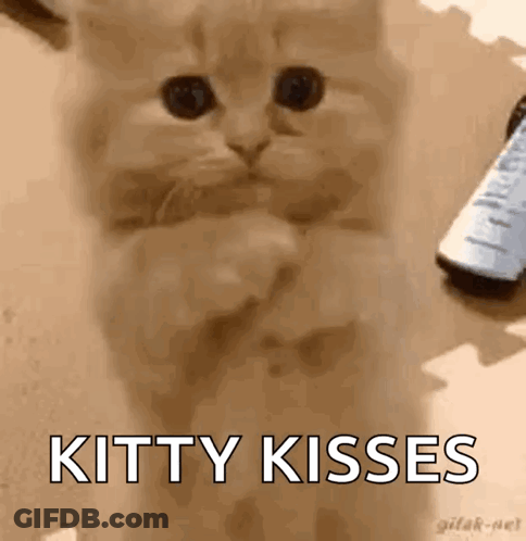 Kitten Standing Paws Crossed Saying Kitty Kisses GIF
