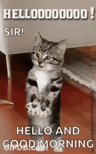 Kitten Standing Saying Hello GIF