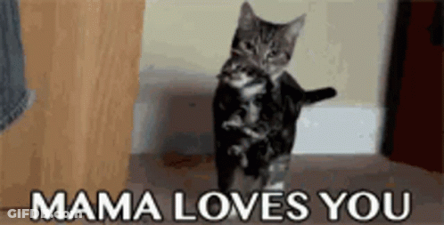 Kitten Standing Saying Mama Loves You GIF