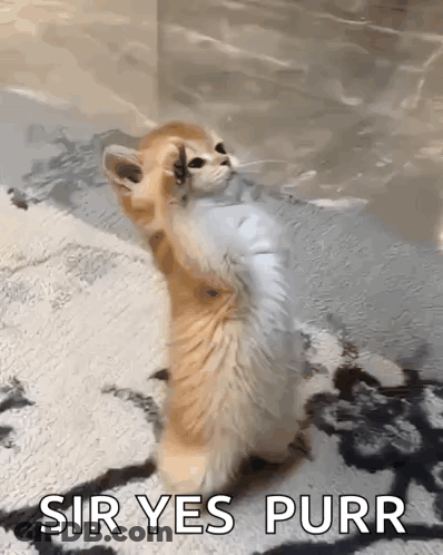 Kitten Standing Saying Sir Yes Purr GIF