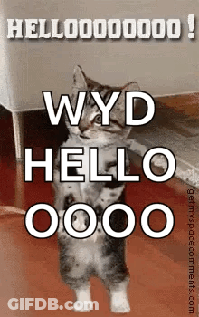 Kitten Standing Says Wyd Hello 0000 GIF