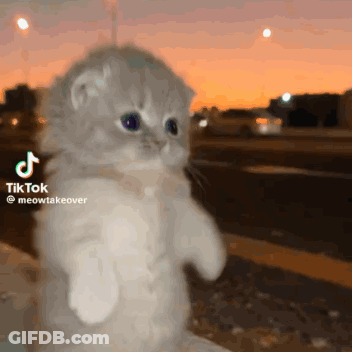 Kitten Standing Up GIF