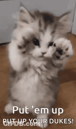Kitten Standing With Paws Up Saying Put Em Up GIF
