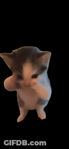 Kitten Standing With Paws Up GIF