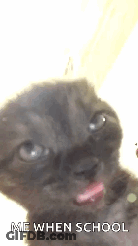 Kitten Sticking Tongue Out GIF