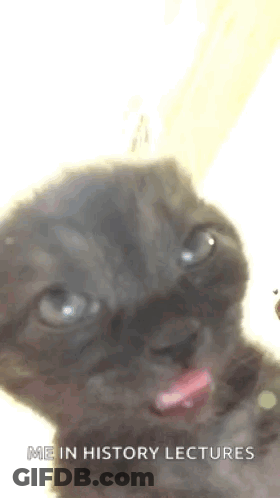 Kitten Sticking Tongue Out Saying Me In History Lectures GIF