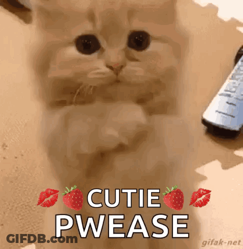 Kitten Strawberry Kisses Cutie Pwease GIF
