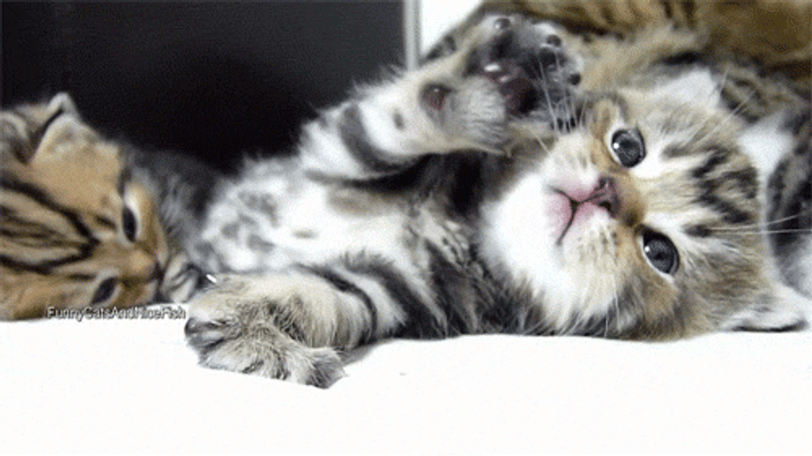 Kitten Stretching Arm GIF