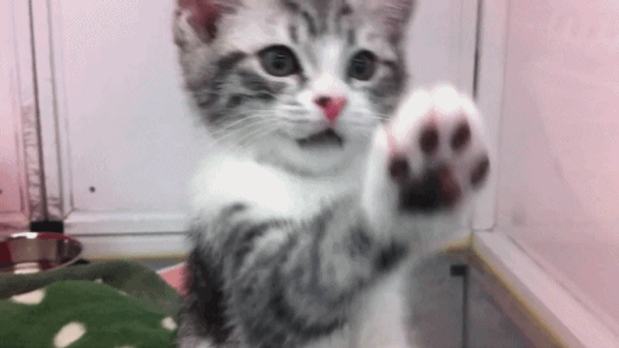 Kitten Stuck Inside GIF