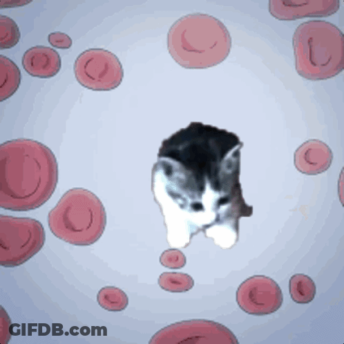 Kitten Surrounded By Red Blood Cells On Blue Background GIF