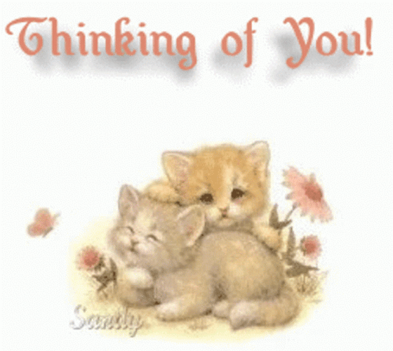 Kitten Thinking Of You GIF