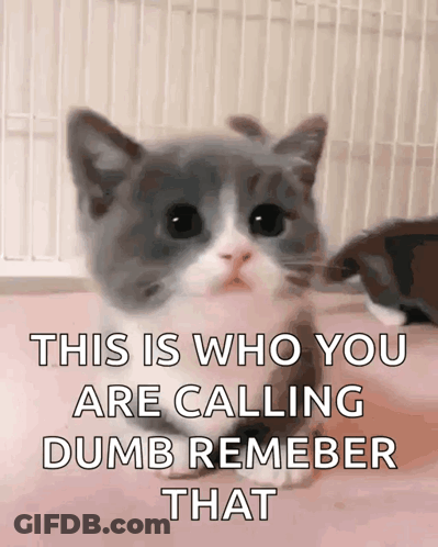 Kitten This Is Who You Are Calling Dumb Remember That GIF