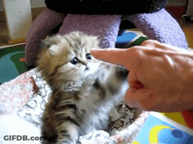 Kitten Touching Pointing Finger GIF