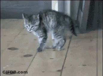 Kitten Walking And Playing With Mouse GIF