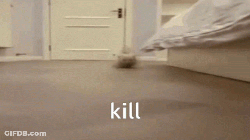 Kitten Walking Down Hallway GIF