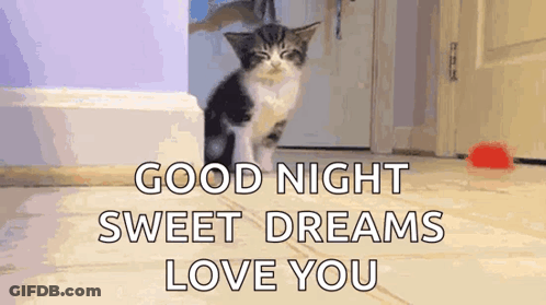 Kitten Walking Hallway Good Night Sweet Dreams Love You GIF
