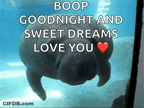 Kitten Walking In Hallway Saying Good Night Sweet Dreams Love You GIF