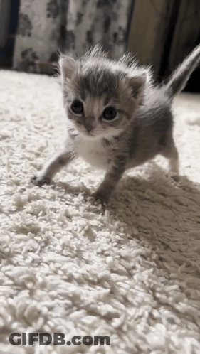 Kitten Walking On Carpet GIF