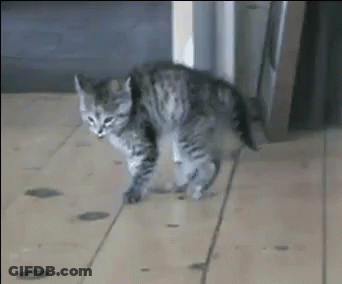 Kitten Walking On Wooden Floor In Front Of Refrigerator GIF