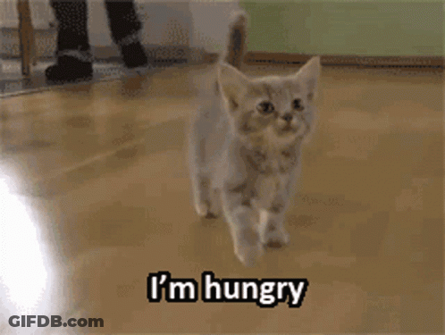 Kitten Walking Saying I'm Hungry GIF