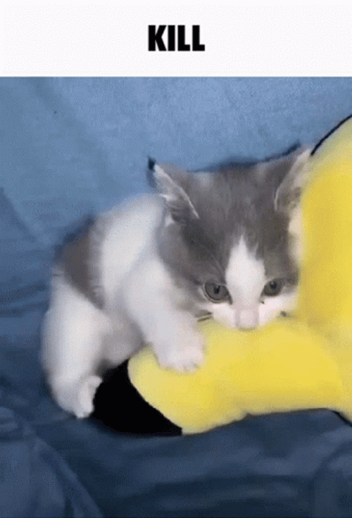 Kitten Wants To Kill GIF